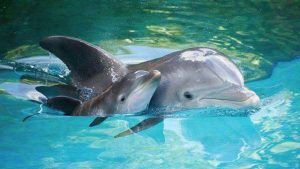 Curiozități despre delfini
