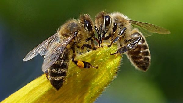 albinele-in-cultura-popoarelor-lumii-stiai-ca-la-inceput-erau-carnivore-18623027-600x338 Cum protejează albinele planeta și ce putem face pentru a le proteja?