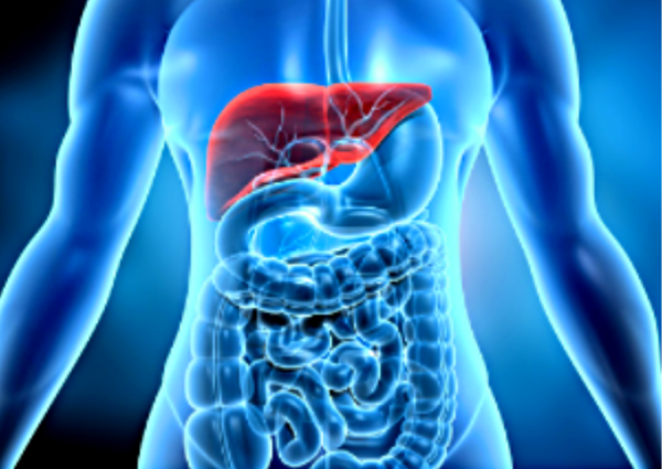 sistem-digestiv-600x425 Ce spune stomacul despre tine: sănătatea digestivă ca barometru al întregului organism