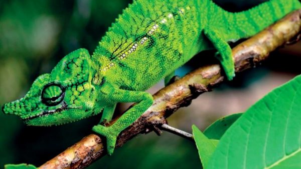 cameleon-specie-salamandrajurnal_Descopera-600x338 Animalele care îi întrec pe roboți: cum se adaptează mai rapid decât tehnologia și ce putem învăța