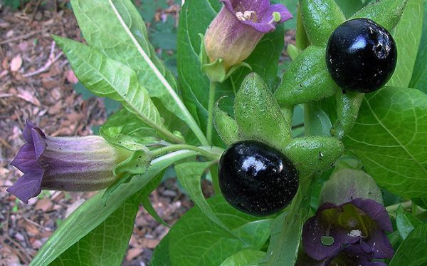 matraguna1-600x373 Cum să recunoști o plantă otrăvitoare doar uitându-te la ea – 5 semne pe care nu trebuie să le ignori!