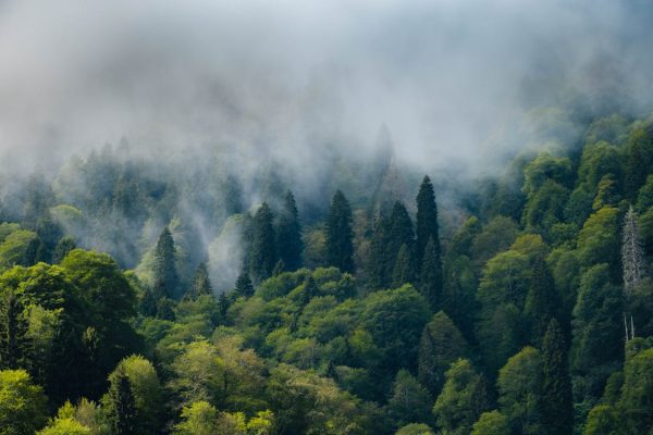 padure-deasa-600x400 Ce s-a găsit în pădurile din România – misterul care îi face pe localnici să tacă