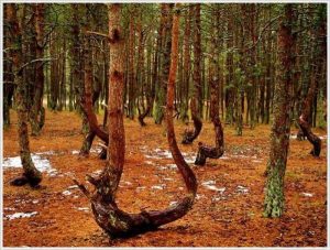 ”Pădurea dansatoare” – fenomen natural ieșit din comun